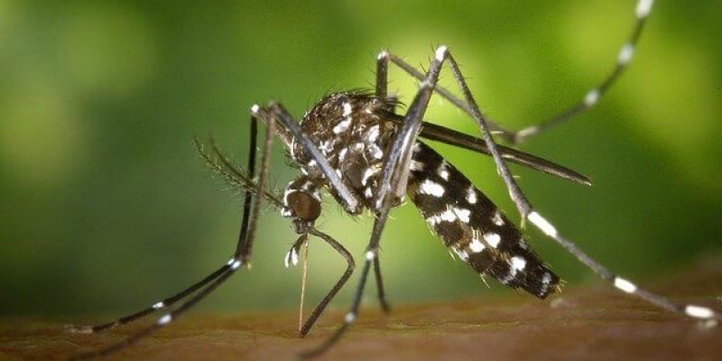 A large stripped mosquito.