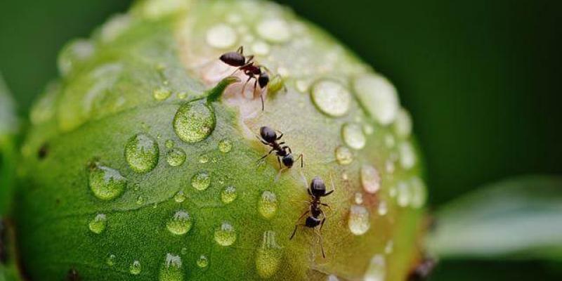 Small ants climbing on a dewy plant.