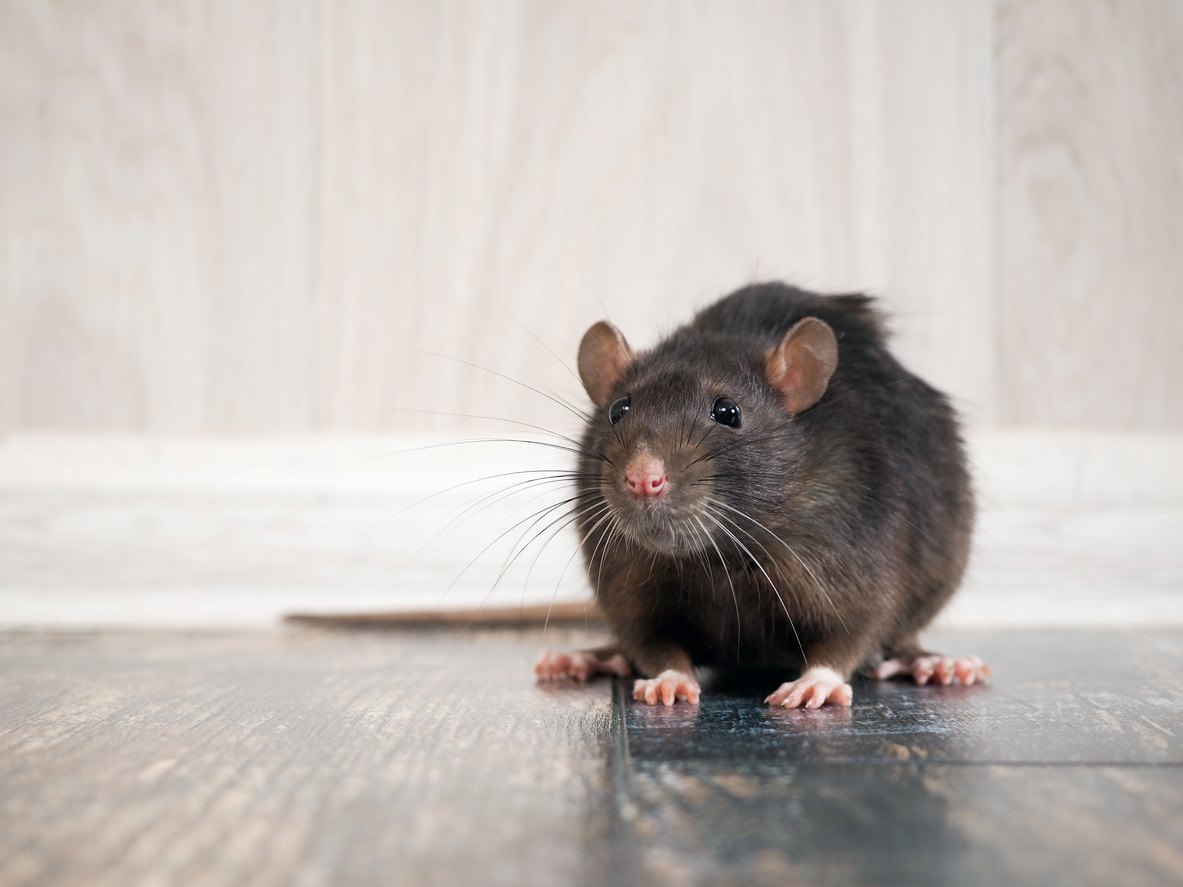 A rat on the floor inside of a house.