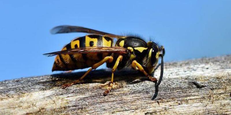 Hornet sitting on ledge.