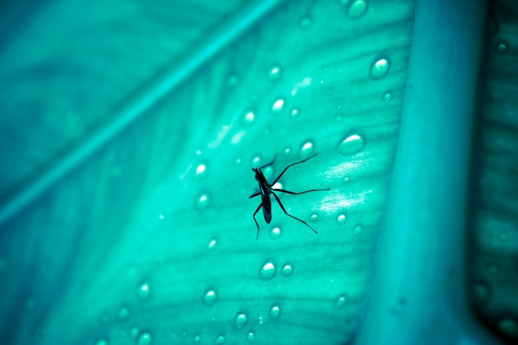 A close-up image of a mosquito sitting on a raindrop-covered leaf.