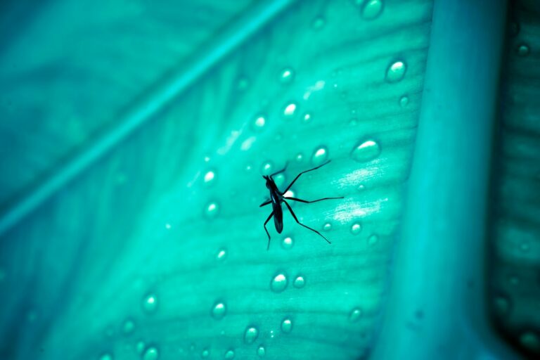 Watch Out for These Bugs on Rainy Days Brooks Pest Control