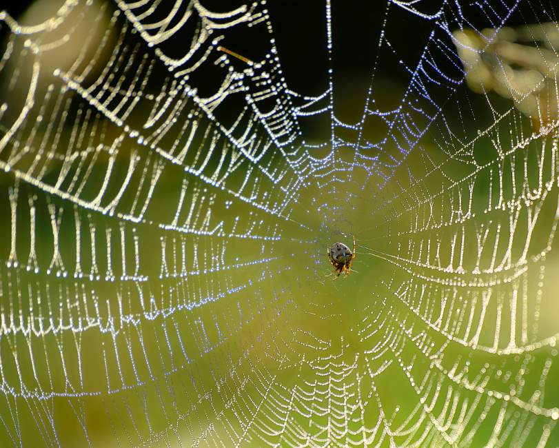 A photograph of a spider at the center of a large, complex web