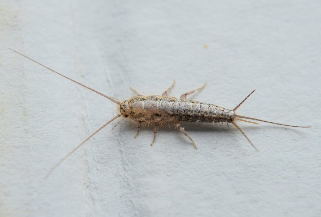 A silverfish sitting on a piece of paper