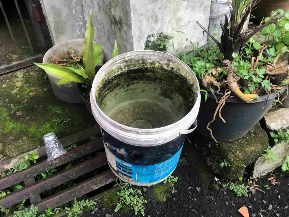 A bucket of rainwater sitting in the dirt next to several potted plants
