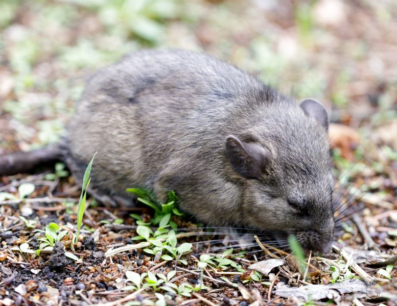 Close-up of a sleeping Norway Rat on the ground
