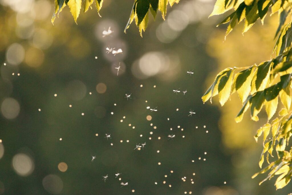 Mosquitoes swarming outside a summer day