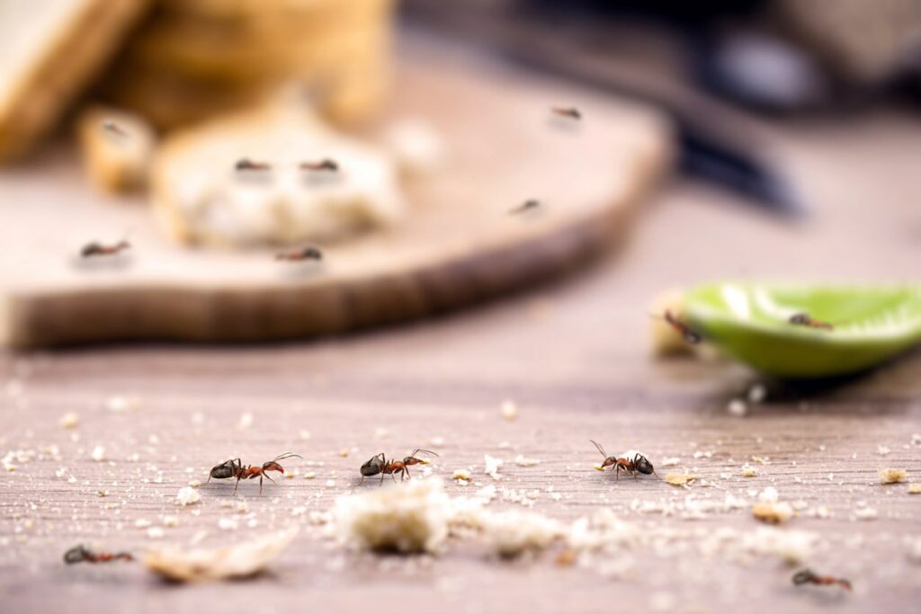 A group of ants climb across a mess of salt on a kitchen countertop.