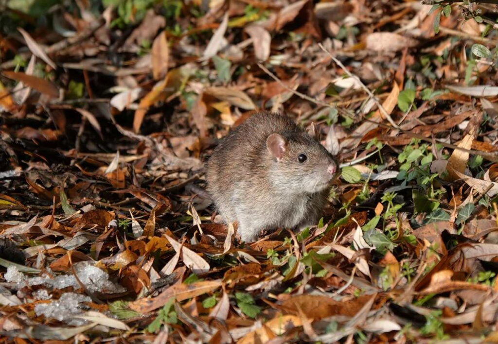 Brown rat foraging for food in the winter forest.