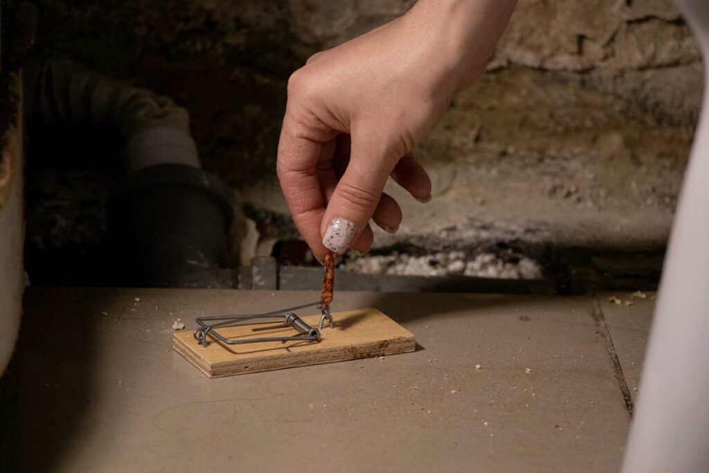 A mouse trap is set inside a house with bait by a woman’s hand.