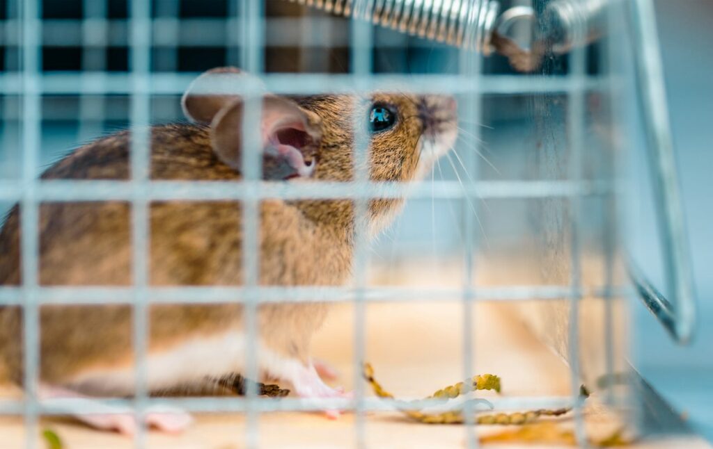 A mouse caught inside of a cage trap.