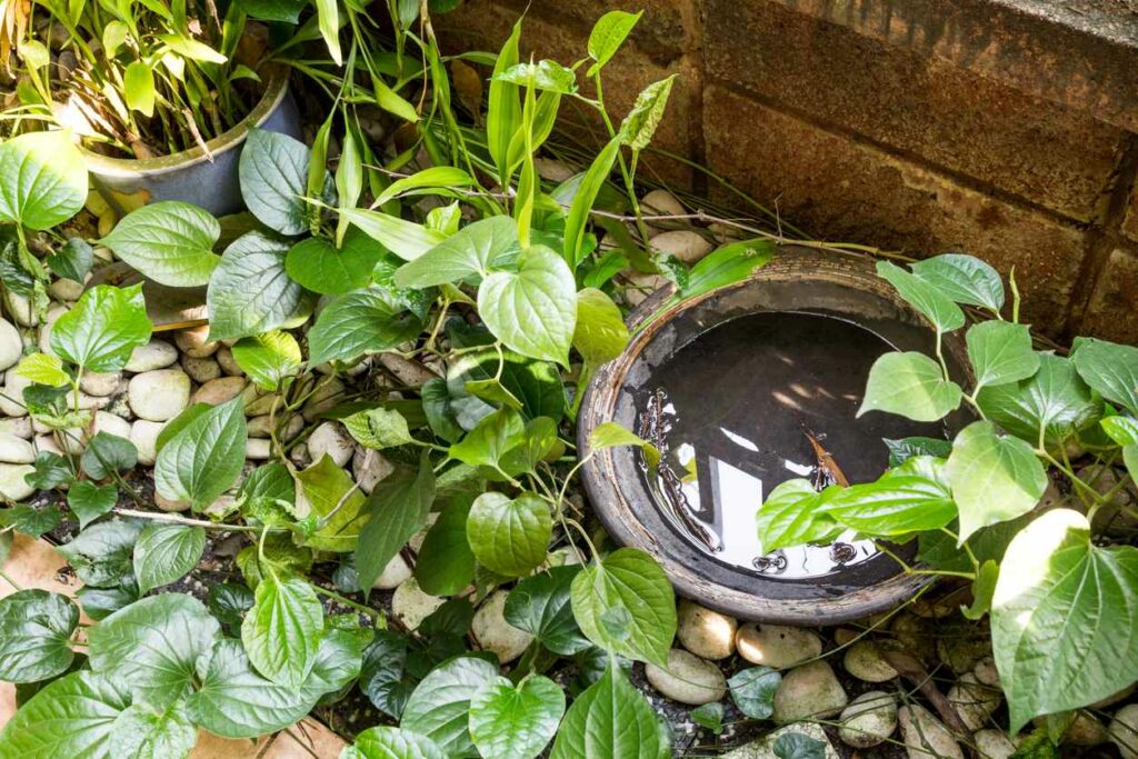 A bowl of standing water sits on the ground outdoors, surrounded by vines and rocks.