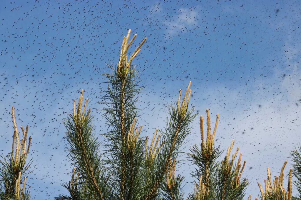 A massive swarm of mosquitoes gathered outdoors over some trees.